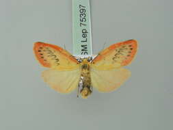 Image of rosy footman