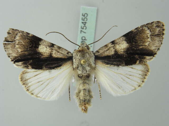 Acronicta alni Linnaeus 1767 resmi