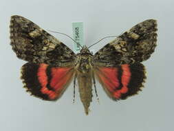 Image of Light crimson underwing moth