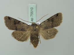 Agrochola litura Linnaeus 1761 resmi