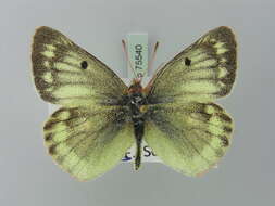 Image of Mountain Clouded Yellow