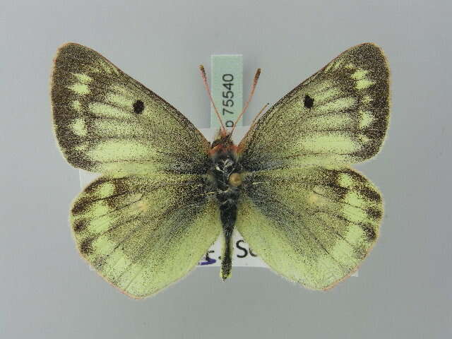 Image of Mountain Clouded Yellow