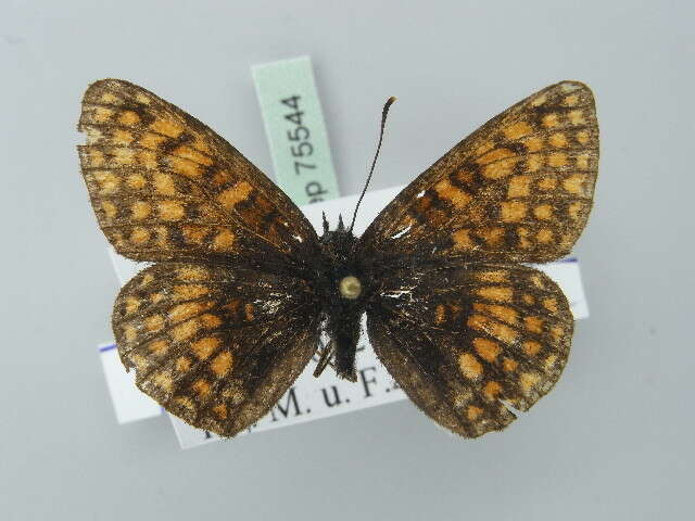 Image de <i>Melitaea athalia</i>