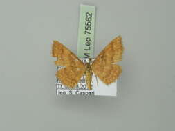 صورة Idaea serpentata Hüfnagel 1767