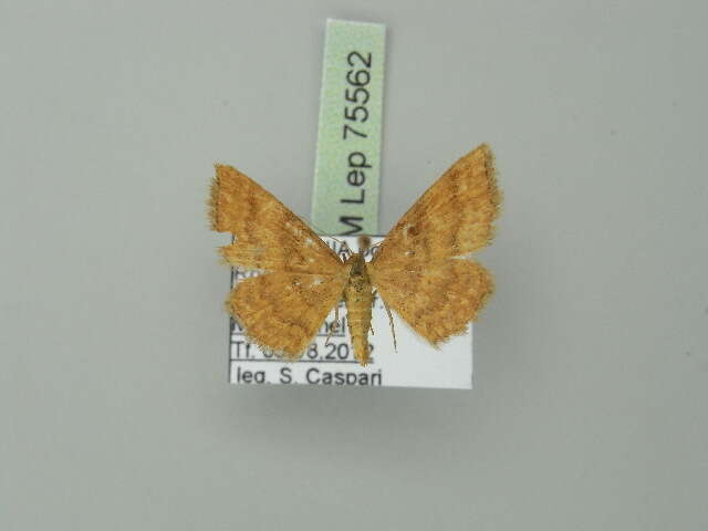 صورة Idaea serpentata Hüfnagel 1767