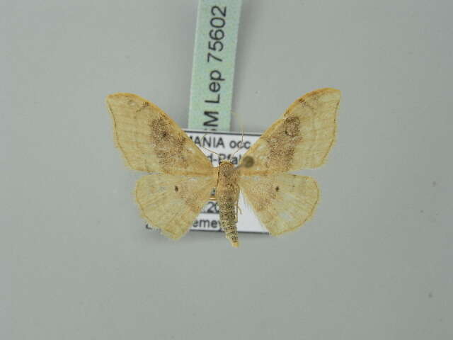 Image of Idaea degeneraria Hübner 1798