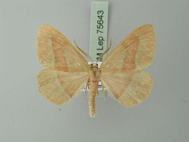 Plancia ëd Hylaea fasciaria Linnaeus 1758