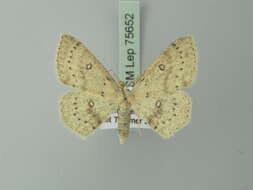 Image of birch mocha
