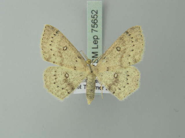 Image of birch mocha