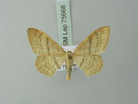 Image of Idaea deversaria Herrich-Schäffer 1847