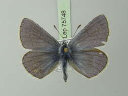 <i>Polyommatus thersites</i> resmi