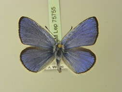 Image of Green-underside Blue