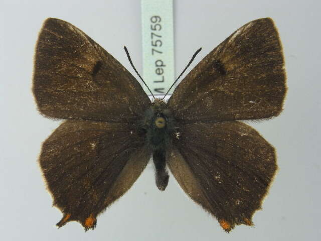 Image of Brown Hairstreak