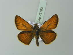 Image of small skipper