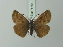 Image of dingy skipper