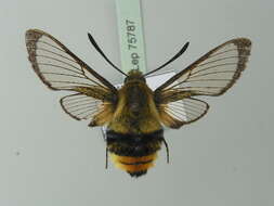 Imagem de Hemaris tityus (Linnaeus 1758)