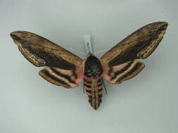 Image of privet hawk-moth