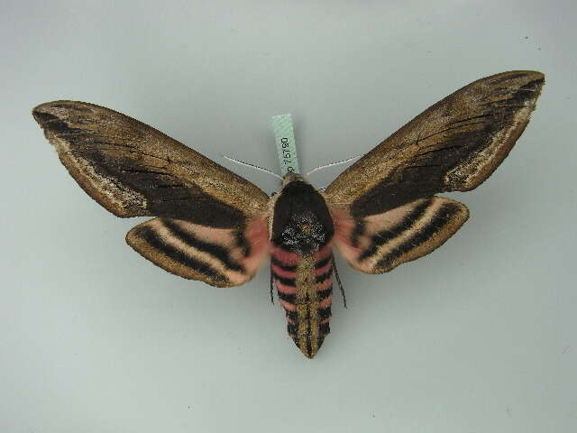 Image of privet hawk-moth