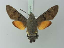 Image of humming-bird hawk moth