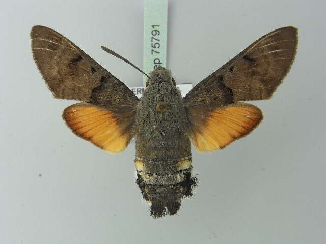 Image of humming-bird hawk moth