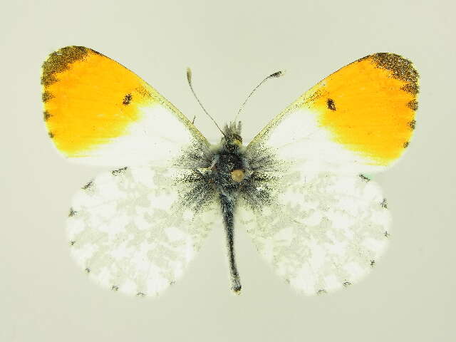 Image of orange tip