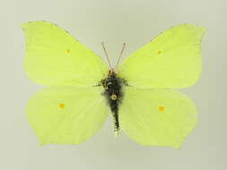 Imagem de Gonepteryx rhamni (Linnaeus 1758)