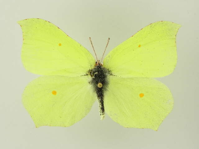 Image of brimstone