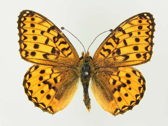 Image of Argynnis aglaja