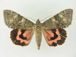 Image of red underwing