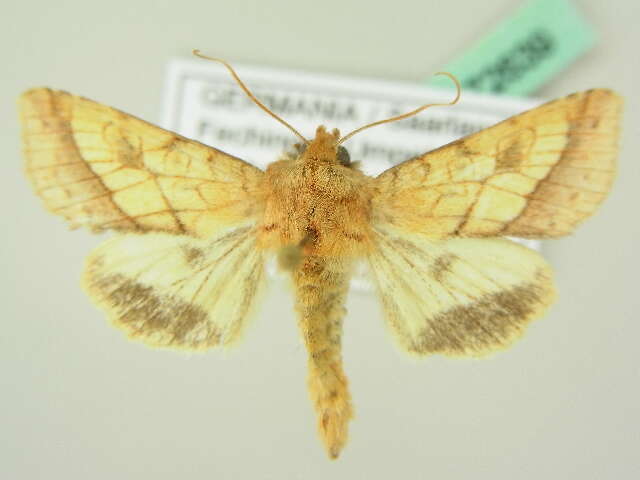 Image of bordered sallow