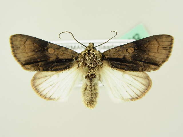 Acronicta alni Linnaeus 1767 resmi