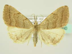 Image of Polypogon strigilata (Linnaeus 1758)