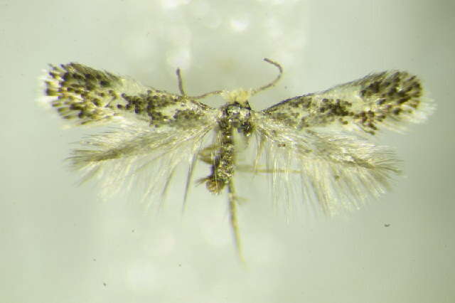 Image of Ectoedemia hannoverella (Glitz 1872) Borkowski 1972