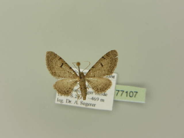 Image of Eupithecia extraversaria Herrich-Schäffer 1853
