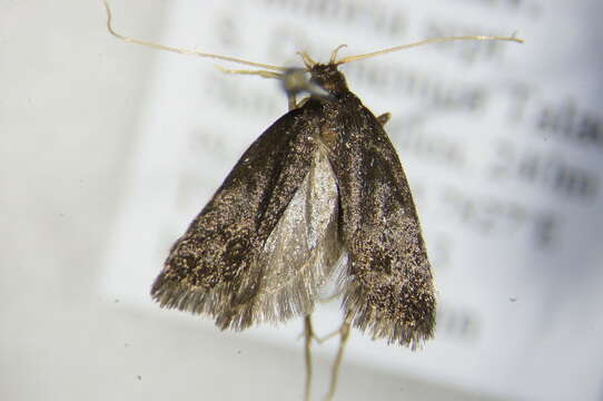 Image of Biota