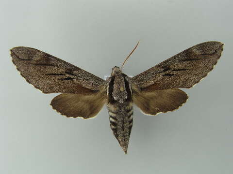 Image of Pine hawkmoth