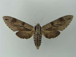 Image of Pine hawkmoth