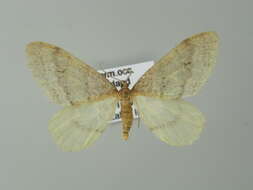 Image of northern winter moth