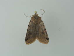 Agrochola litura Linnaeus 1761 resmi