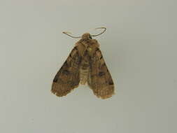 Agrochola litura Linnaeus 1761 resmi