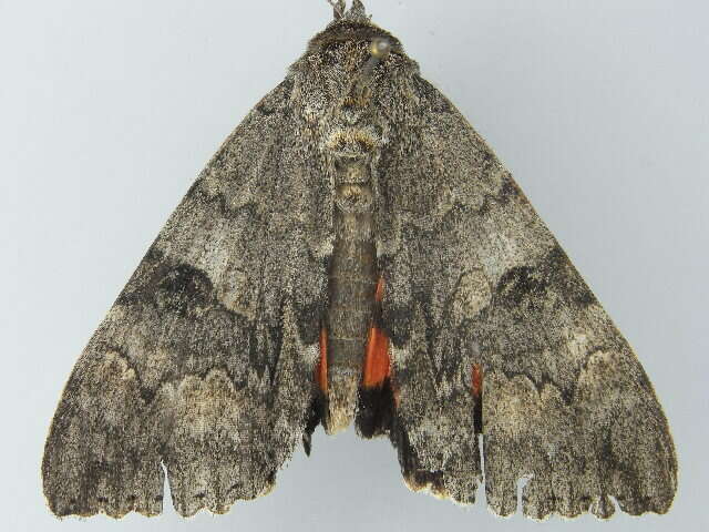 Image of red underwing