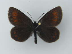 Image of Lesser Mountain Ringlet