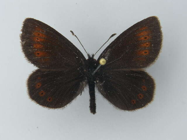 Image of Lesser Mountain Ringlet