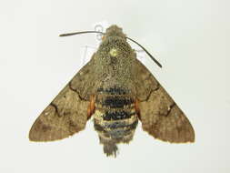 Image of humming-bird hawk moth