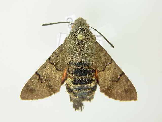 Image of humming-bird hawk moth