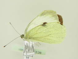 Image of cabbage butterfly