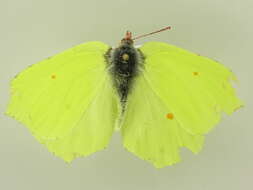 Image of brimstone