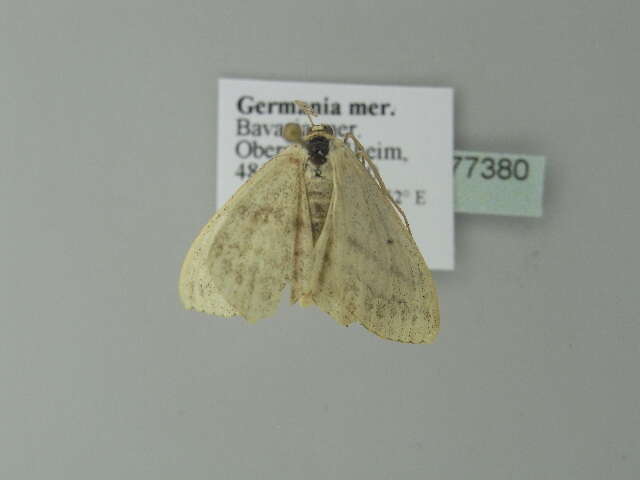 Scopula nigropunctata Hüfnagel 1767的圖片