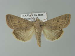 Слика од Orthosia gracilis Schiffermüller 1775