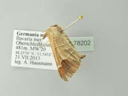 Image of Clostera curtula Linnaeus 1758